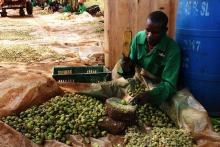 Trabajador en el vivero de Better Globe Forestry en Kenia. (Foto: Andrew Wu/WRI)